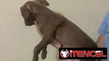 Cachorros de pitbull