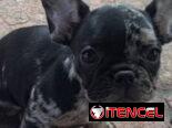 ((( BULLDOG FRANCÉS AMBOS SEXOS VACUNADOS EXCELENTE GENÉTICA WHATSAPP 58746643 )))