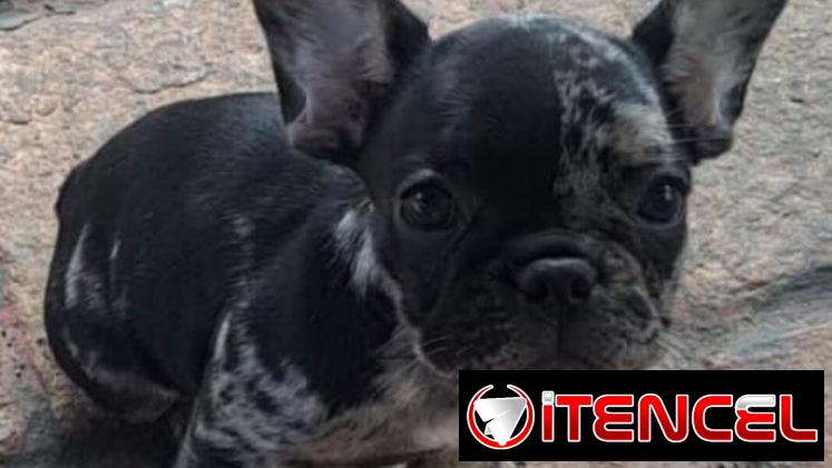 ((( BULLDOG FRANCÉS AMBOS SEXOS VACUNADOS EXCELENTE GENÉTICA WHATSAPP 58746643 )))