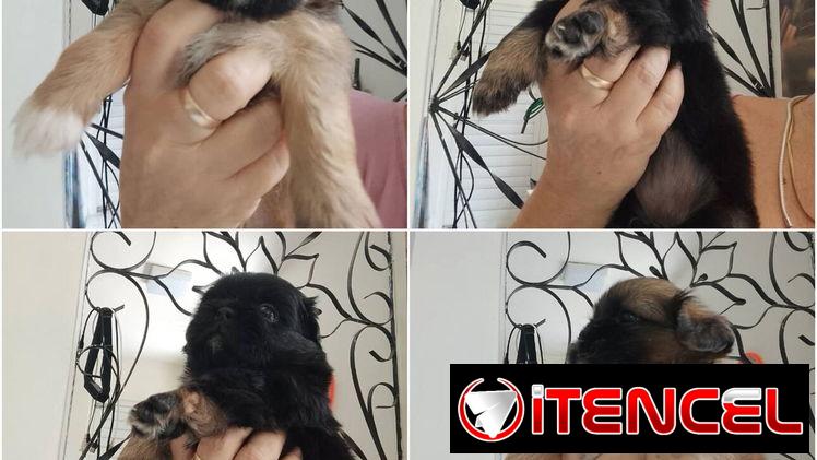 💜((( SPANIEL TIBETANOS AMBOS SEXOS BETTY MASCOTAS WHATSAPP 52506841 )))💜