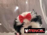 Tienda de mascotas todo tipos de artículos y perros de razas en venta