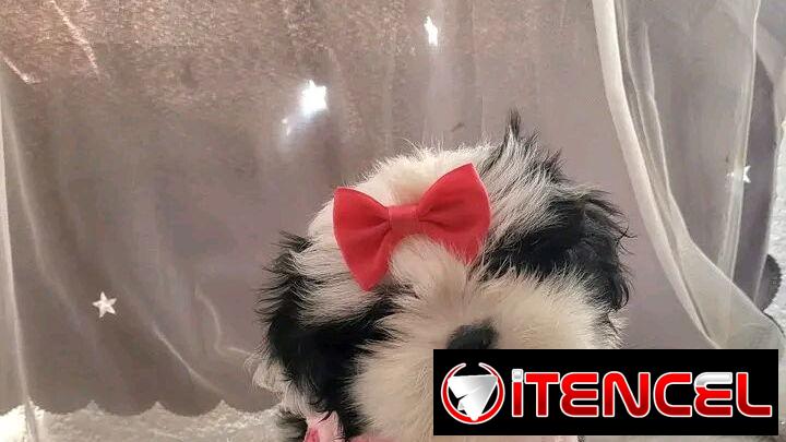 Tienda de mascotas todo tipos de artículos y perros de razas en venta