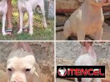 (((  DOGO ARGENTINO AMBOS SEXOS BETTY MASCOTAS WHATSAPP 52506841 )))