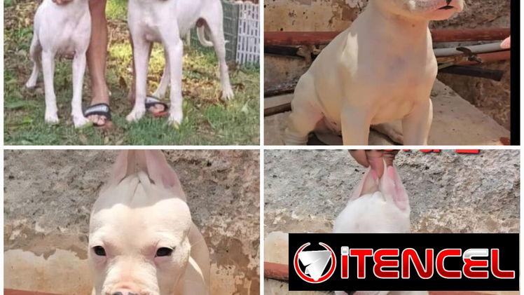 ((( DOGO ARGENTINO AMBOS SEXOS BETTY MASCOTAS WHATSAPP 52506841 )))
