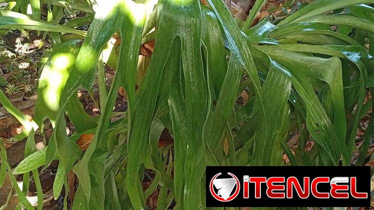 Platycerium de gran tamaño y excelente salud en soporte de helecho arborescente y otras plantas decorativas