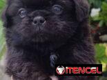 Bellezas de cachorros de spaniel tibetano hembras y machos