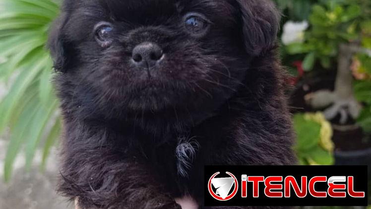 Bellezas de spaniel tibetano hembras y machos