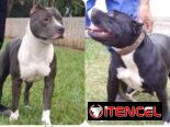 Cachorros Pitbull bully. 200 usd