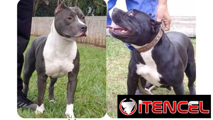 Cachorros Pitbull bully. 200 usd
