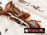 Sprays Insecticida para Chinches