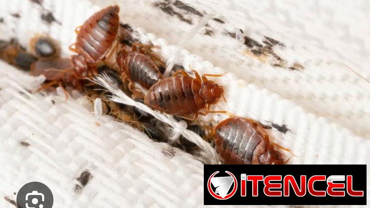 Sprays Insecticida para Chinches