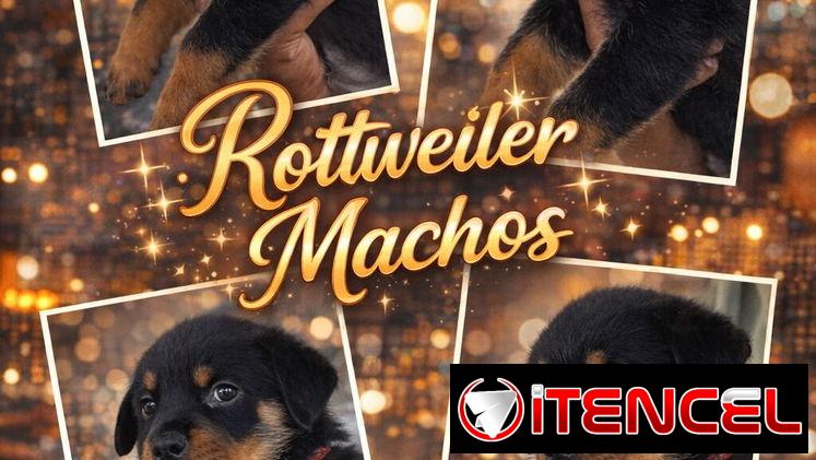 Variedades de cachorros de raza 😍