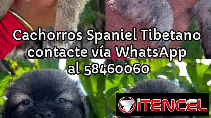 Cachorros Spaniel Tibetano