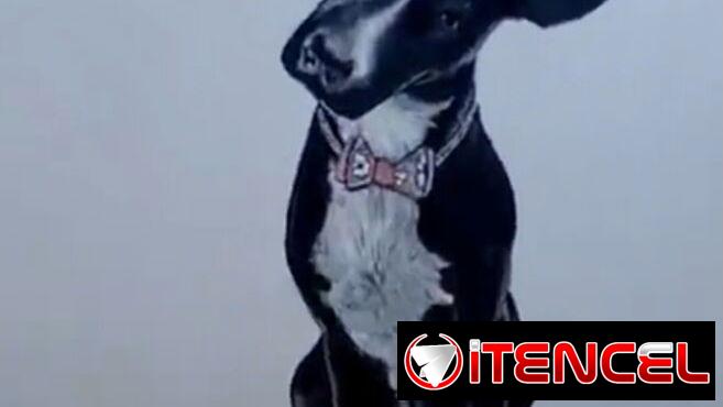 Pinto retratos de mascotas por encargo..