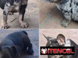 • • • • • •  RAZAS CANINAS PARA ELEGIR WhatsApp 58746643• • • • • •