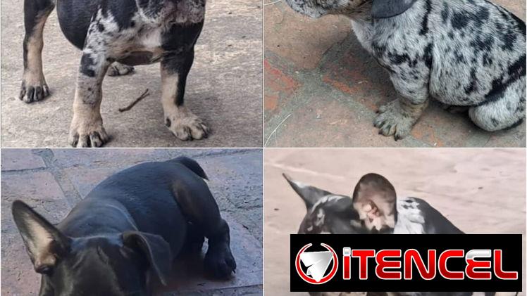 • • • • • •  RAZAS CANINAS PARA ELEGIR WhatsApp 58746643• • • • • •