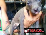Hermosos perros pitbull ambos sexos…