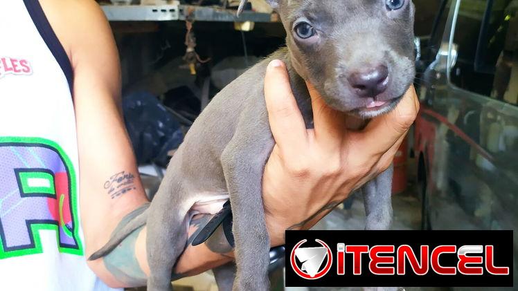 Hermosos perros pitbull ambos sexos…