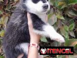 HUSKI SIBERIANOS