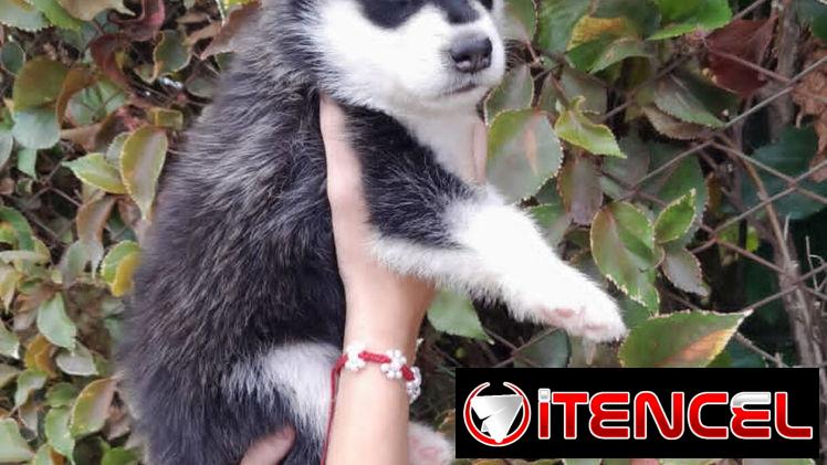 HUSKI SIBERIANOS