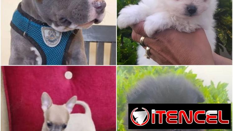 💜💜💜* 🐶¿BUSCAS UN CACHORRO?* TE AYUDAMOS A ENCONTRAR TÚ FIEL COMPAÑERO WHATSAPP 58746643 💜💜💜.