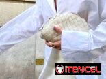 Camisas Blancas Holgadas, Camisa de Mujer, Vestidos Camisero 52465450