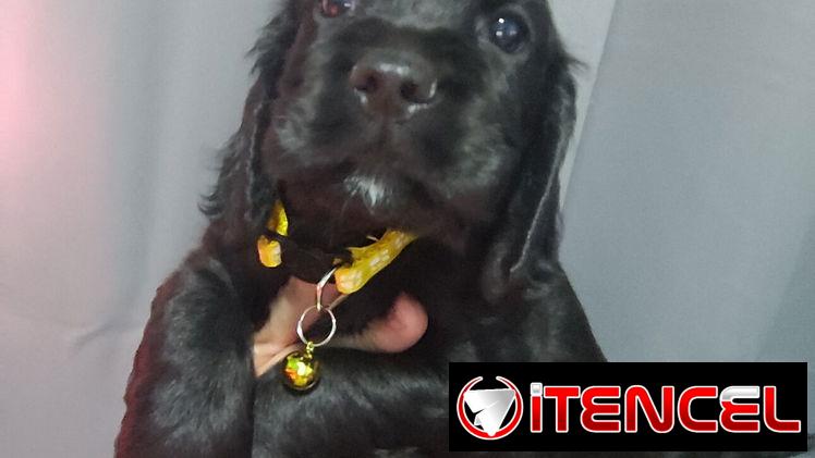COCKER SPANIEL
