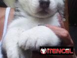 Cachorro de Husky Siberiano macho.