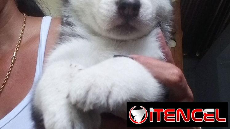 Cachorro de Husky Siberiano macho.