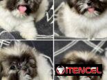 💜💜💜* 🐶  SHIH TZU AMBOS SEXOS  WHATSAPP 58746643 * 💜💜💜.