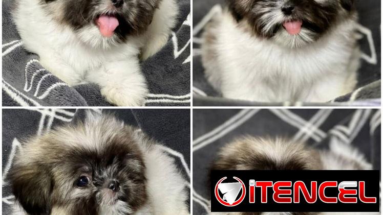 💜💜💜* 🐶  SHIH TZU AMBOS SEXOS  WHATSAPP 58746643 * 💜💜💜.