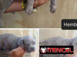 AMERICAN BULLY POCKET CON BUENA GENÉTICA