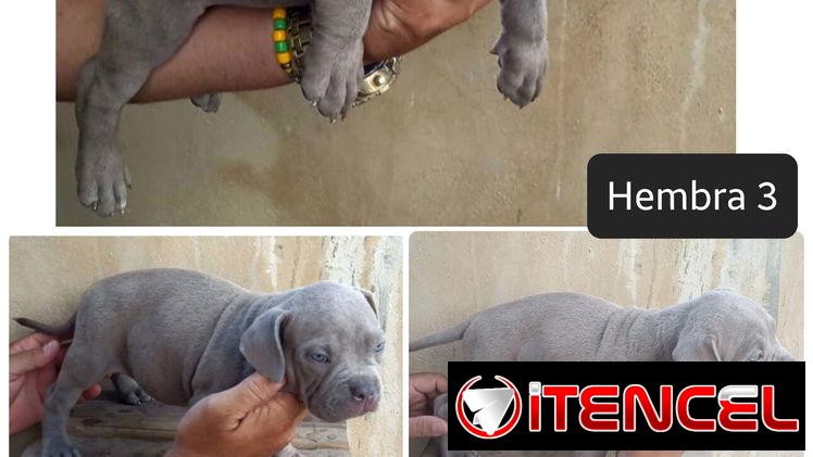 AMERICAN BULLY POCKET CON BUENA GENÉTICA