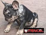 Bulldog Francés merles machos