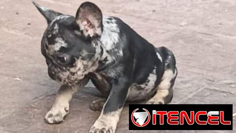 Bulldog Francés merles machos