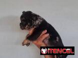 Bulldog Francés merles machos
