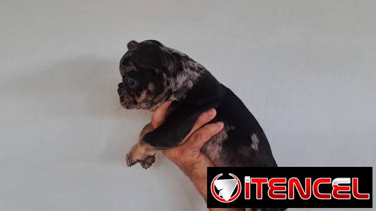Bulldog Francés merles machos