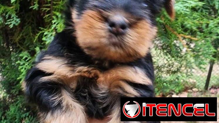 ((( EJEMPLARES DE YORKSHIRE TERRIER MACHOS ORIGEN GARANTIZADO )))
