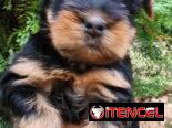 YORKY,machos,en 250 USD o equivalente(ACEPTO TRANSFERENCIA)TENGO MENSAJERÍA,tienen 55 días y están desparacitados.