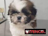 VARIEDAD DE PERROS PURA RAZAS CHIHUAHUAS SALCHICHAS SHITZHU …