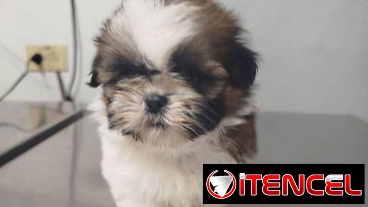VARIEDAD DE PERROS PURA RAZAS CHIHUAHUAS SALCHICHAS SHITZHU …
