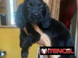 Hermosos cachorros de cocker Spaniel ambos sexos
