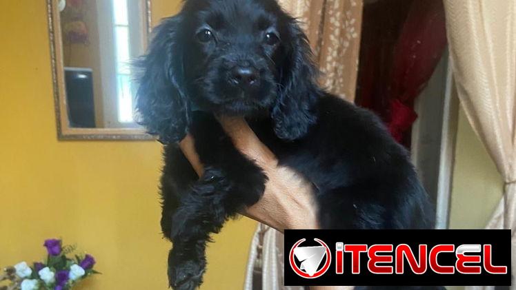 Hermosos cachorros de cocker Spaniel ambos sexos