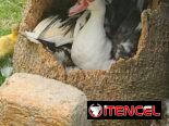 📢📢SI QUIERES DISFRUTAR DE UN BUEN DESCANSO. ESTA ES LA OPORTUNIDAD DE COMPRAR LA FINCA DE TUS SUEÑOS 😉
