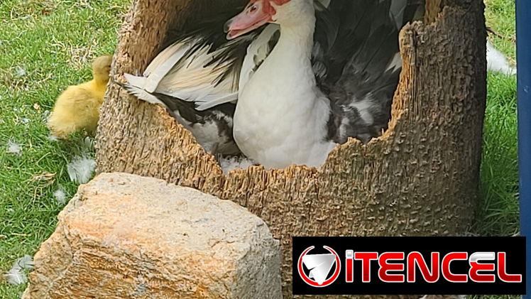 📢📢SI QUIERES DISFRUTAR DE UN BUEN DESCANSO. ESTA ES LA OPORTUNIDAD DE COMPRAR LA FINCA DE TUS SUEÑOS 😉