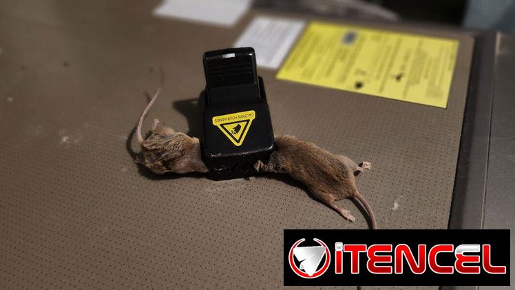 Trampas para ratas y ratones