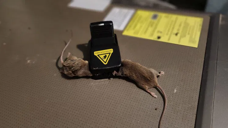 Ratoneras para hogar
