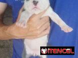 Cachorros Pitbull bully. 200 usd