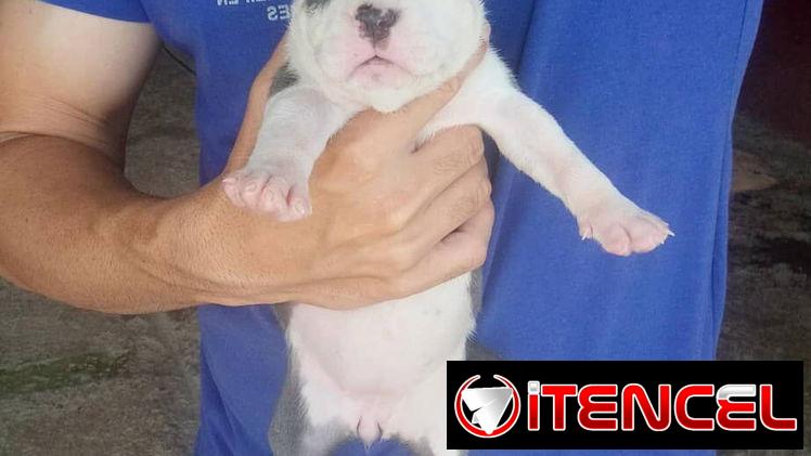 Cachorros Pitbull bully. 200 usd