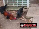 Se venden 1 gallo y 3 Gallinas Criollas